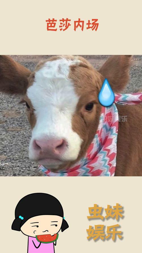 娱乐吃瓜酱鸭鸭